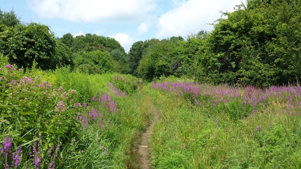 purple road